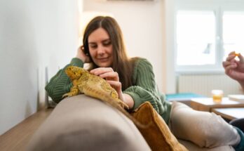 hullotartas Kinek nem való a hüllőtartás?