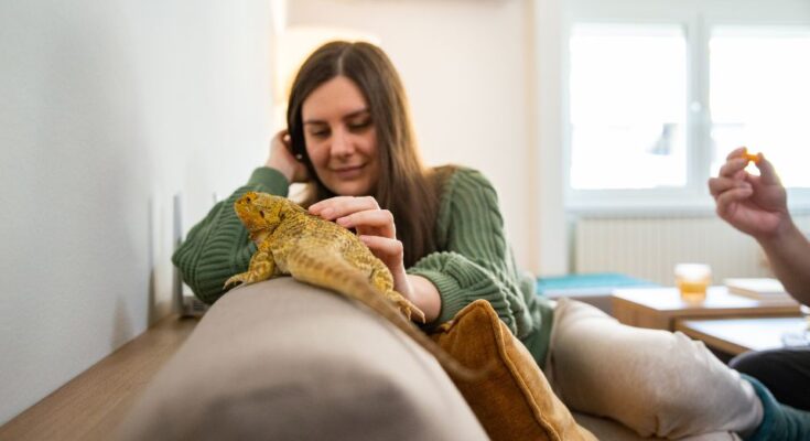 hullotartas Kinek nem való a hüllőtartás?