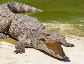 Egy krokodil napozik a vízparton, nyitott szájjal, bőre pikkelyes.