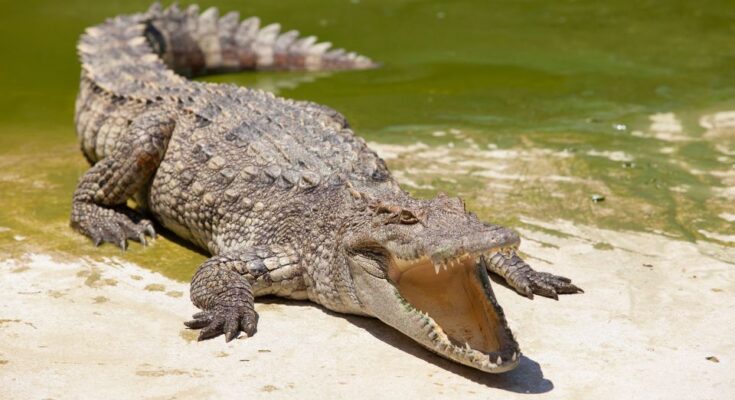 Egy krokodil napozik a vízparton, nyitott szájjal, bőre pikkelyes.