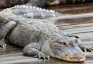 Egy krokodil pihen a vízparton, napfényben, nyugodt környezetben.
