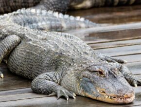Hogyan szaporodik a krokodil? Egy krokodil pihen a vízparton, napfényben, nyugodt környezetben.