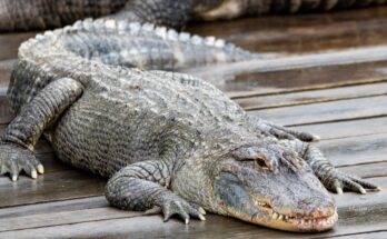 Egy krokodil pihen a vízparton, napfényben, nyugodt környezetben.
