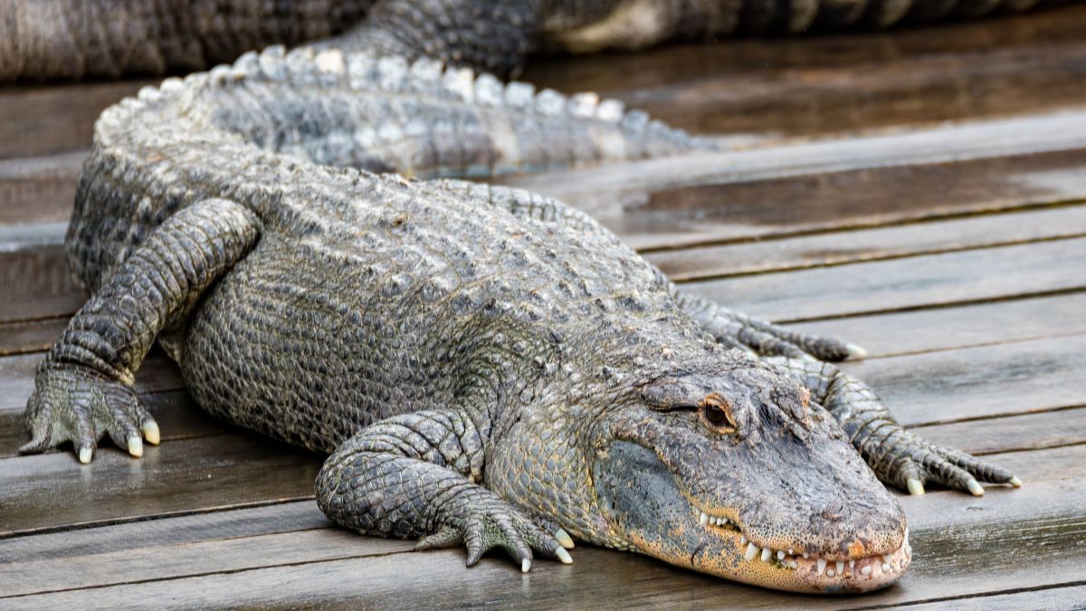 Krokodil vs aligátor - Tisztázzuk a tényeket Egy aligátor pihen a vízparton, szürke bőrén vízcseppek csillognak.