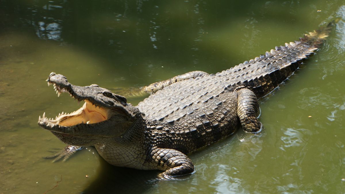 Krokodil vs aligátor - Tisztázzuk a tényeket Krokodil vízben, nyitott szájjal, éles fogakkal, a víz tükröződésében.