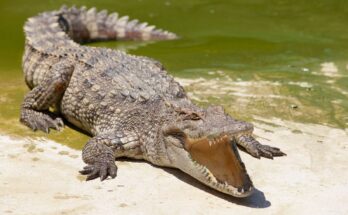 Egy krokodil napozik a vízparton, szélesre tárt szájjal.