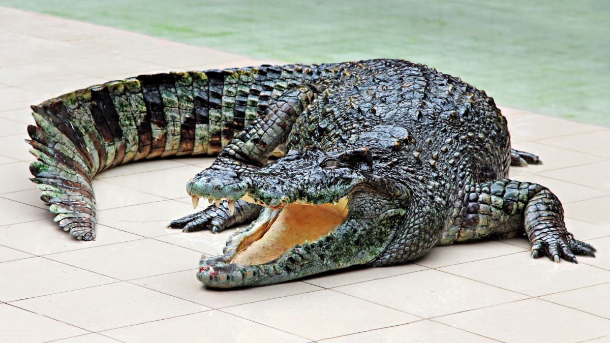 Krokodil vs aligátor - Tisztázzuk a tényeket Egy krokodil pihen egy sima felületen, nyitott szájjal.