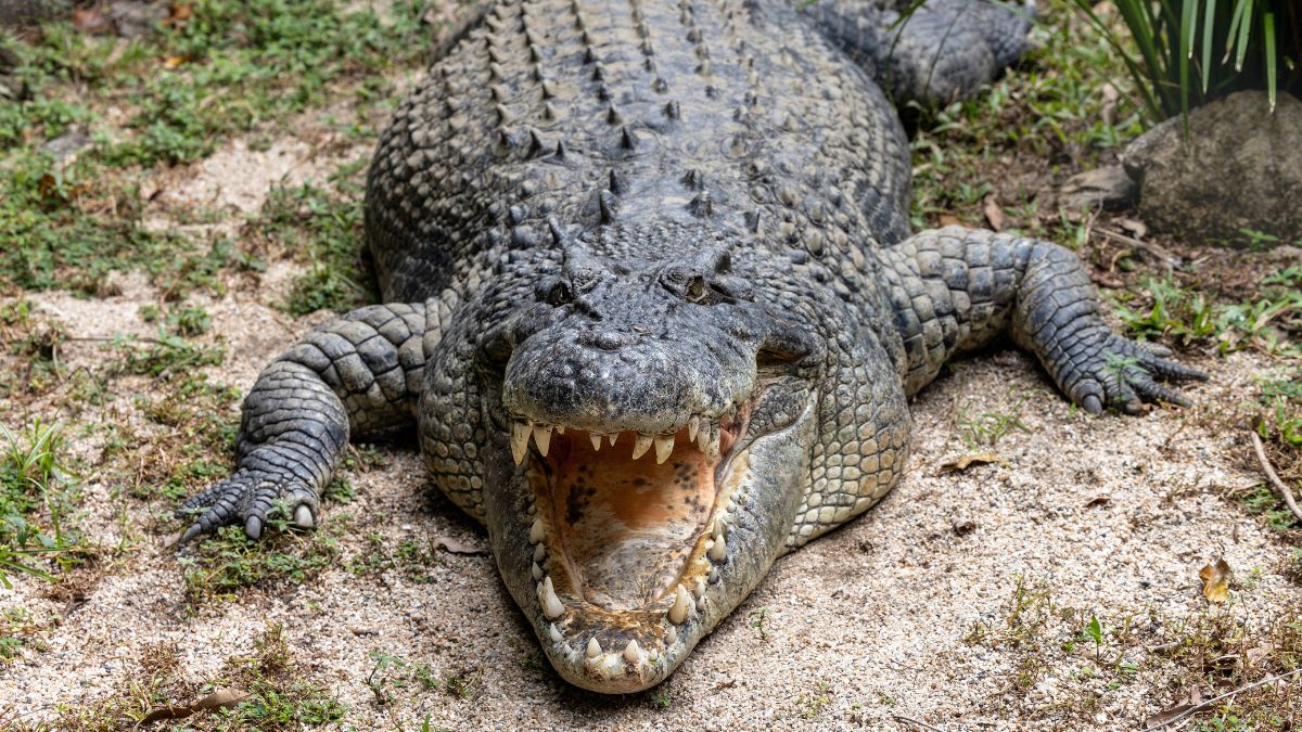 Krokodil vs aligátor - Tisztázzuk a tényeket Egy krokodil nyitott szájjal fekszik a földön, láthatóak a fogai és a bőre textúrája.