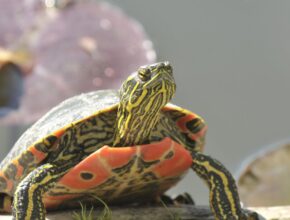 Egy teknős napfényben ül a vízparton, háttérben vízinövényekkel.