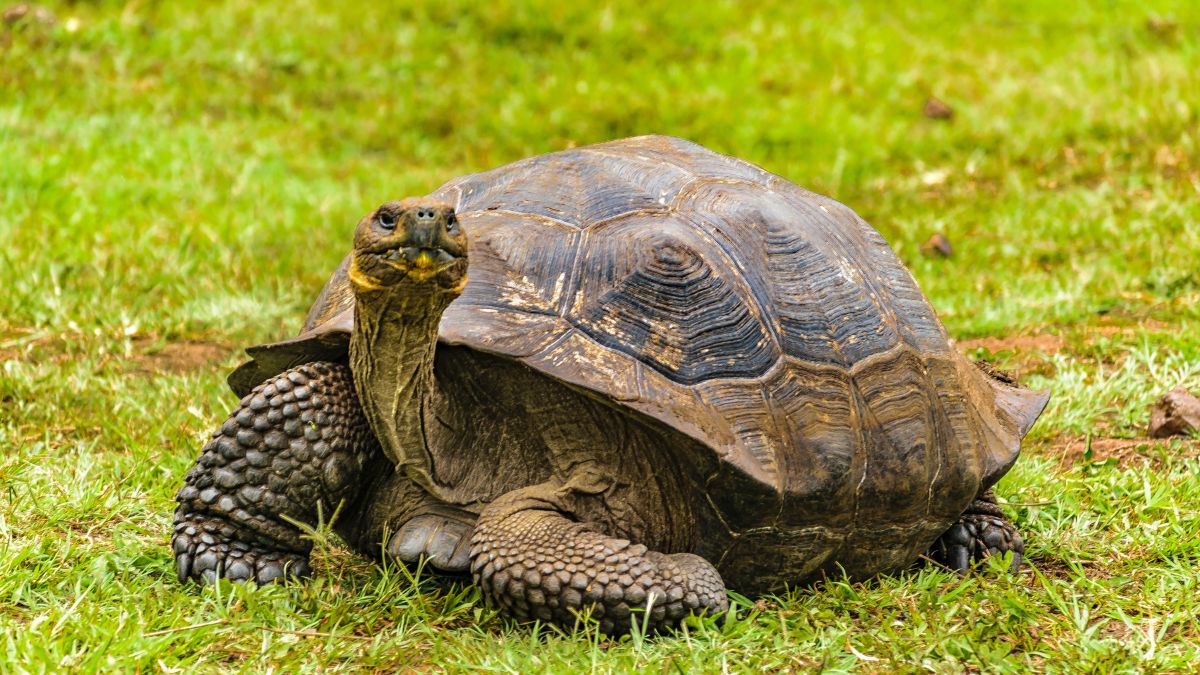 Mikor van a teknősök világnapja? Egy teknős pihen a zöld fűben, békésen nézve a világot.