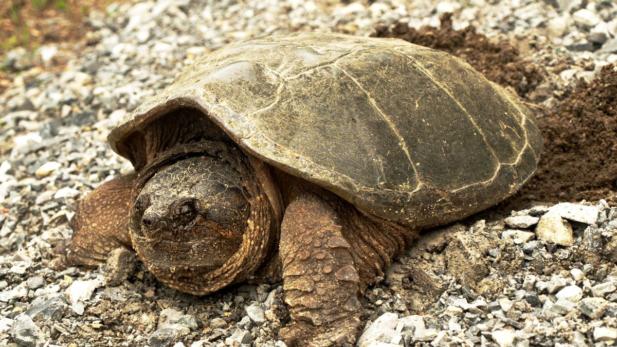 Teknősök (Testudines vagy Chelonia) - Átfogó ismertető Egy teknős a természetben, kövekkel és földdel körülvéve.