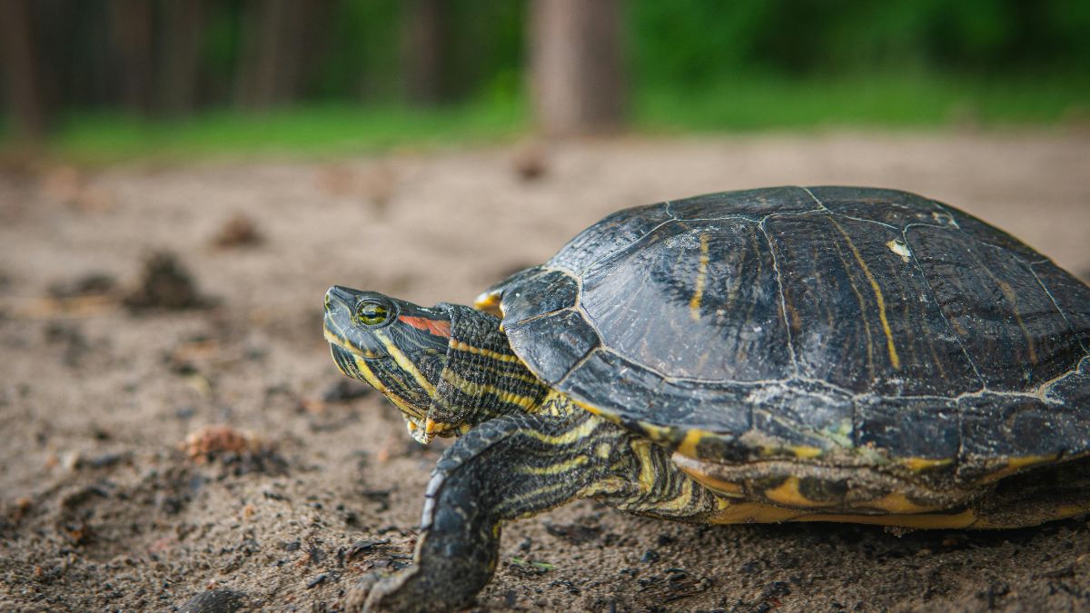 Teknősök (Testudines vagy Chelonia) - Átfogó ismertető Egy teknős a természetben, napfényben pihenve, környezete zöldellő.