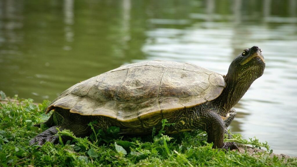 Teknősök (Testudines vagy Chelonia) - Átfogó ismertető Egy teknős pihen a vízparton, zöld fűvel körülvéve.