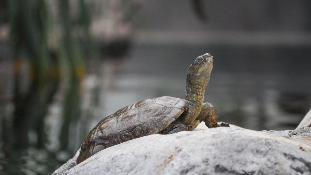 Teknősök (Testudines vagy Chelonia) - Átfogó ismertető Egy teknős napozik egy sziklán, háttérben víz és növények láthatók.