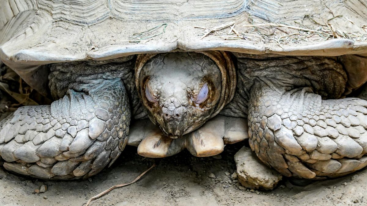 Teknősök (Testudines vagy Chelonia) - Átfogó ismertető Egy teknős páncélja és lábai, részletesen láthatóak a földön.