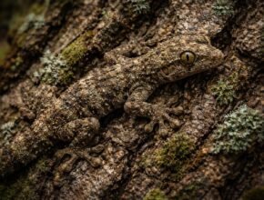 Egy gyík teljesen beleolvad a fatörzs színébe és textúrájába, láthatatlan.